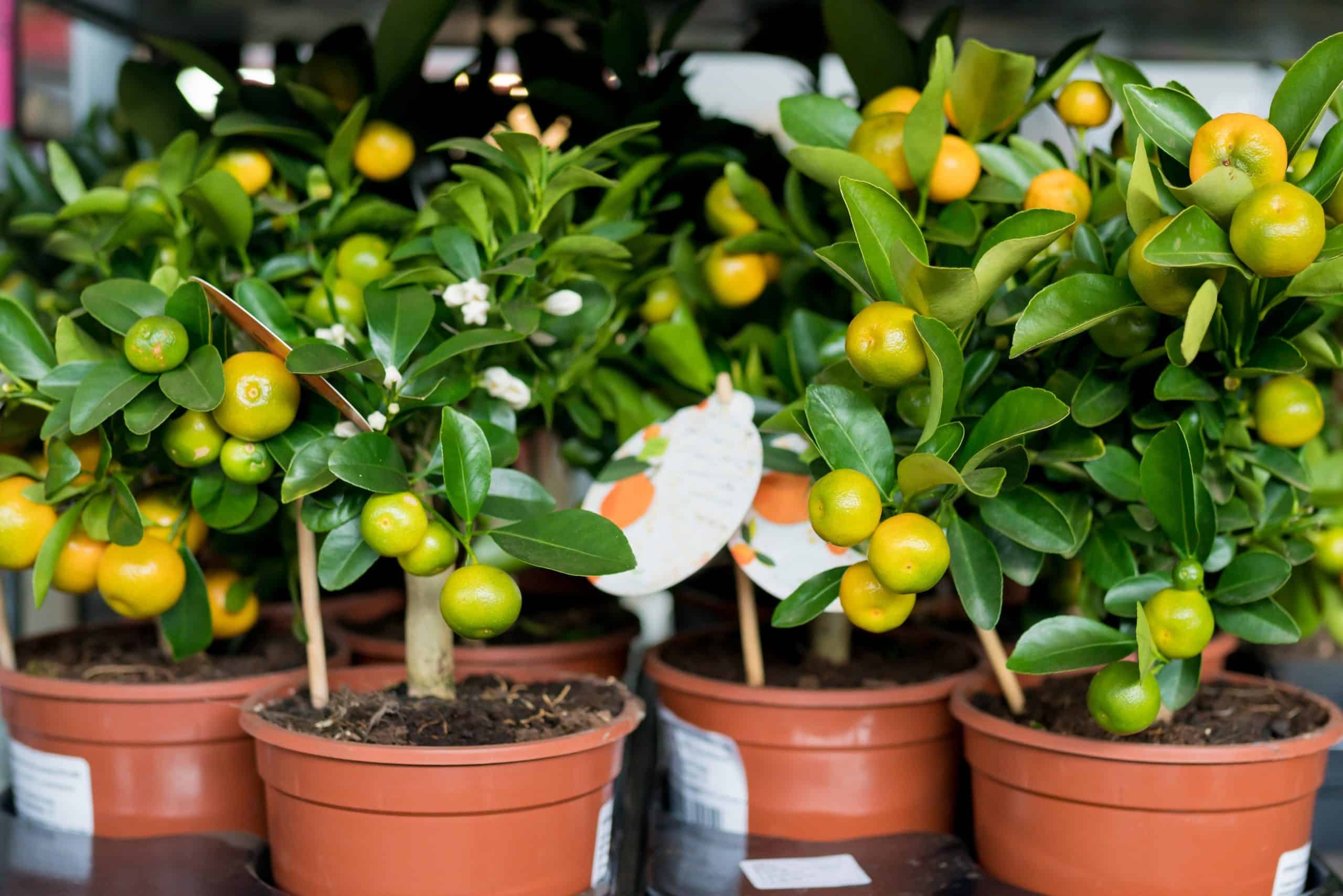 Comment planter un arbre fruitier dans un pot ?